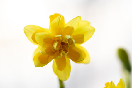 Beautiful Spring banner with fresh yellow daffodil flowers grow in pot on windowsillの写真素材