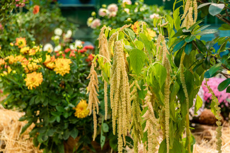 bitter orange amaranth in natureの写真素材