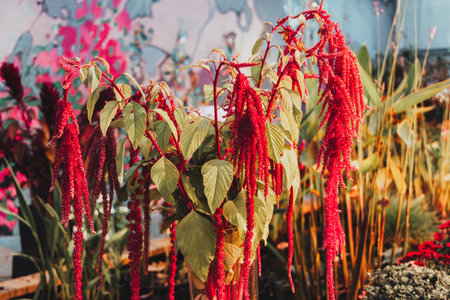 Amaranthus cruentus, red amaranth in garden.の写真素材
