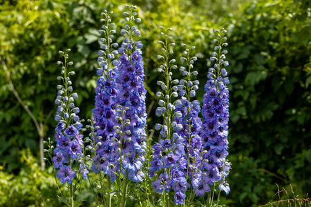 Blue delphinium flower as nice natural background