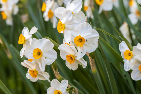 Narcissus Geranium blossoms in the garden in springの写真素材