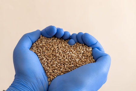 Close-up of a handful of wheat seeds in hands