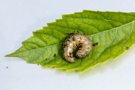 Winter pest insect pest Agrotis segetum