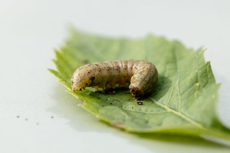 Winter pest insect pest Agrotis segetum