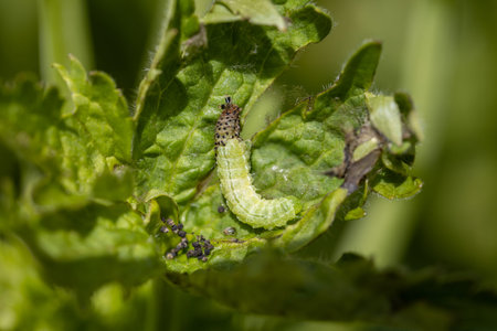 Green leafworm caterpillar on a delphinium plant
