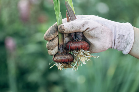 hand holding gladiolus flower bulb onion before planting
