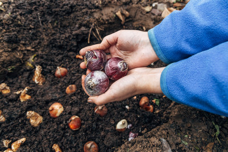 A gloved hand holds a shovel and fertilizes the ground before planting, autumn