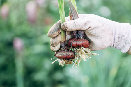 hand holding gladiolus flower bulb onion before plantingの写真素材