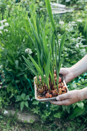 hands holding sprouted gladiolus bulbs before plantingの写真素材