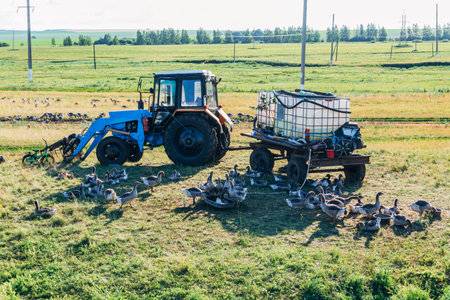 Domestic gray geese on a meadow. Gray Geese in the grass, domestic bird, flock of geeseの写真素材