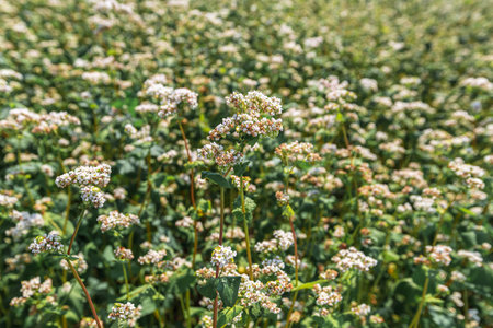 Close up of flowers of buckwheat. Blooming buckwheat fieldの写真素材