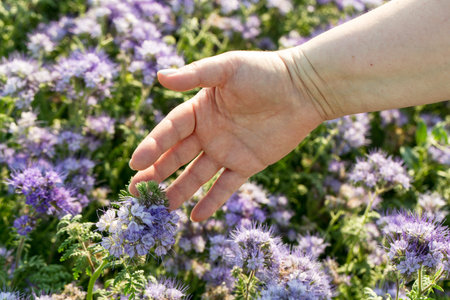 Phacelia flower in a womans handの写真素材
