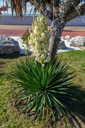 White flowers of yucca plantの写真素材