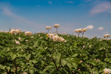 Blossoming of potato fields, potatoes plants with white flowers growing on farmers fielsの写真素材