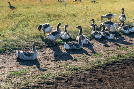 Domestic gray geese on a meadow. Gray Geese in the grass, domestic bird, flock of geeseの写真素材