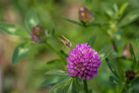 butterfly on a flower. beautiful lady butterfly red clover, close-upの写真素材