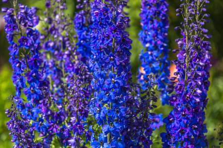 Tall blue flower spikes of Delphinium Faust in a summer gardenの写真素材