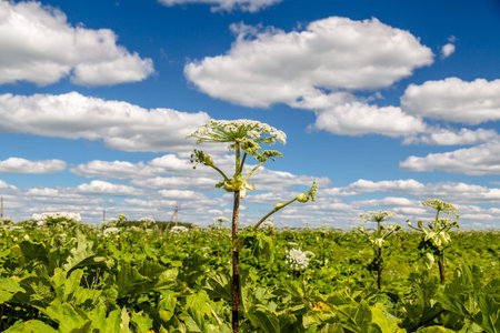Heracleum Sosnowskyi contain the intense toxic allergen furanocoumarin