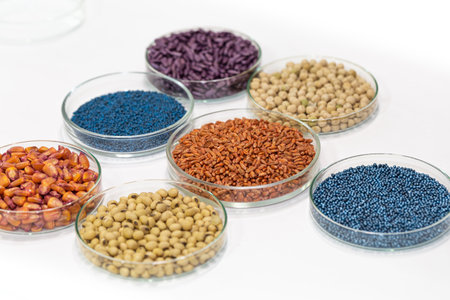 Colorful rapeseed, sunflower, wheat, pea, soy, and corn seeds in a petri dish in the labの写真素材