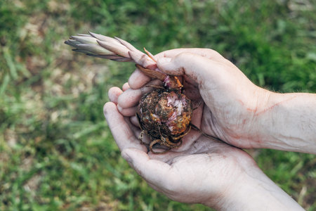 Close up of lily bulb in womans hands ready to plant in spring garden.