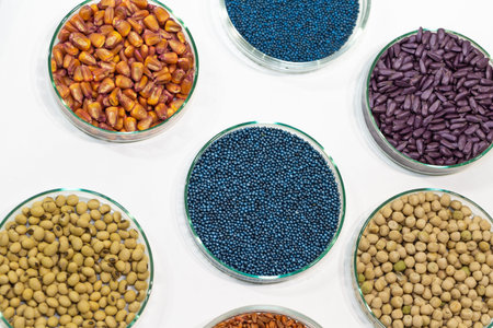 Colorful rapeseed, sunflower, wheat, pea, soy, and corn seeds in a petri dish in the labの写真素材