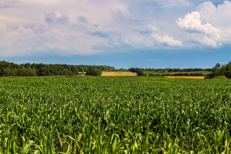 Green field of young corn with clean rowsの写真素材