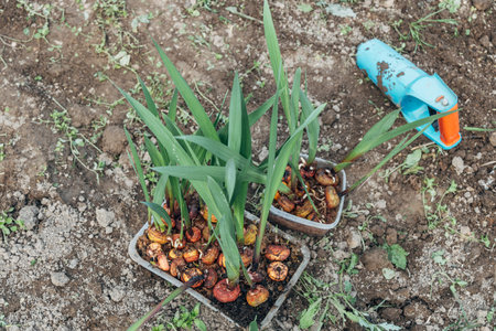 Gladiolus planting in the open fieldの写真素材