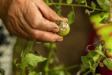 hand holding a tomato, harvest in a warm vegetable garden