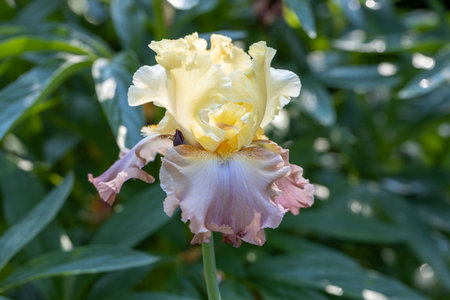 Iris barbata High Chaparral close up