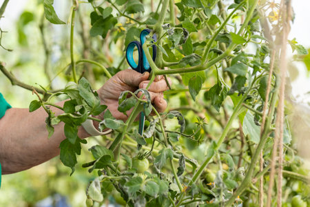 Woman is pruning tomato plant branches in the greenhouse. Trimming diseased tomato leaves in a...