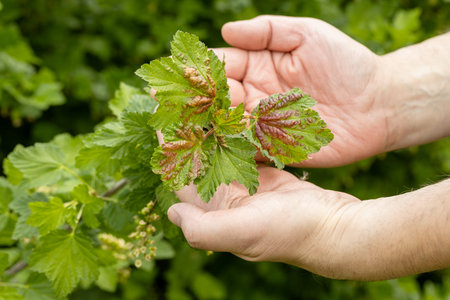 A hand holds red currant leaves infected with anthracnose fungus.Gall aphids on leavesの写真素材