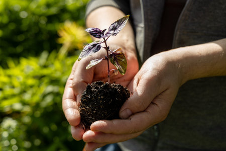 A male farmer holds a basil seedling in his hands. Agriculture and farming concept.の写真素材