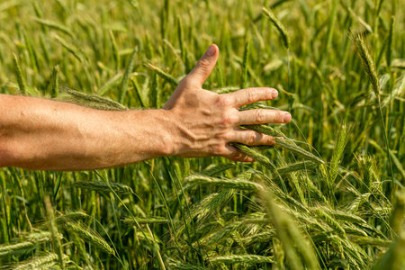 Farmer in field touching his wheat earsの写真素材
