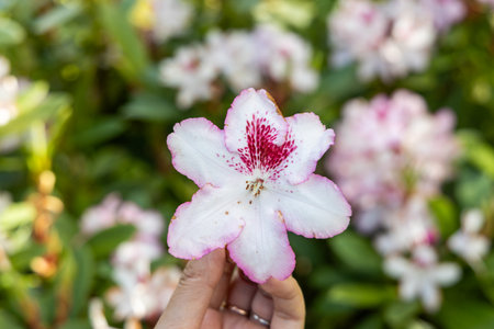 Close up of pink Rhododendron flowers in bloomの写真素材