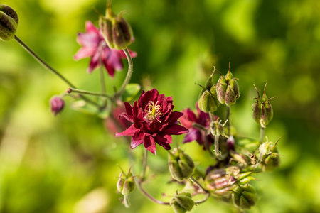 Aquilegia ex Bordeau Barlow is a columbine with double purple flowersの写真素材