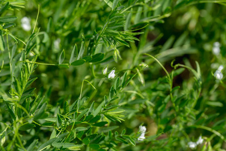 Close-up of lentil plant with white flowers. Lentil field. Detail of flowers and tendrils on a green backgroundの写真素材