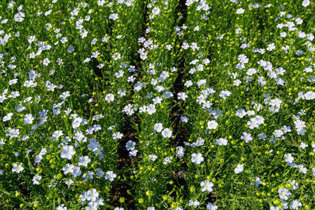 A close-up of a sprout of sunflower sprouts lit by the afternoon sun on fertile black soil. Concept agro culture.の写真素材