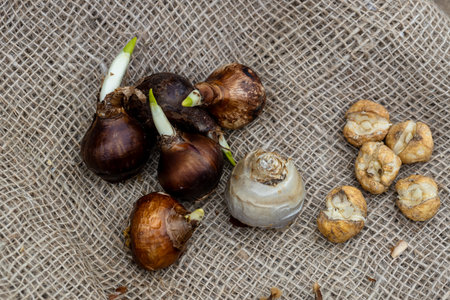 Preparing for planting in autumn on burlap flower bulbs of daffodils, tulips, hazel grouse.の写真素材