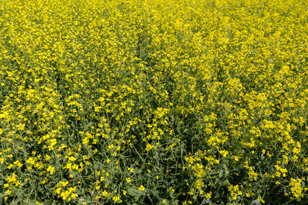 rapeseed field in spring, rapeseed flowers