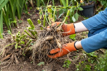 Hands hold dahlia tubers, just dug out of the ground for winter storage.の写真素材