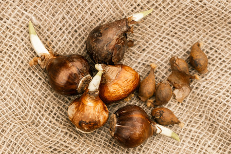 Cultivar trumpet daffodil (Narcissus sp. Curly Lace) bulbs selected for planting in the autumn gardenの写真素材