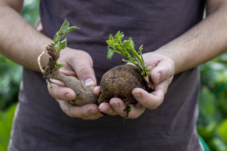 dahlia tubers with green sprouts in handsの写真素材