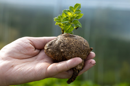 dahlia tubers with green sprouts in handの写真素材