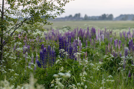 Lupine flowers in a foggy field during sunset in the Moscow region