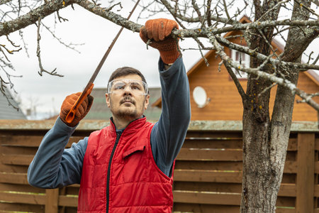 Pruning trees in an autumn garden. Close-up of hands with a saw cutting old branches.
