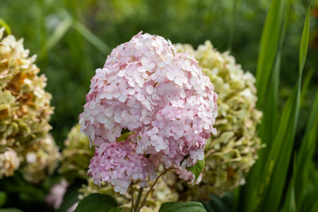 Hydrangea arborescens Candybelle Lollypop (Bubblegum) flowers in garden