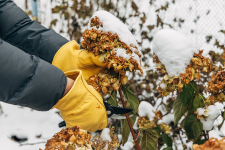 A gardener wearing gloves trims wilted hydrangea flowers before winterの写真素材