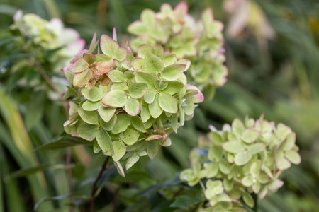 Beautiful flower of the paniculate hydrangea Metallica