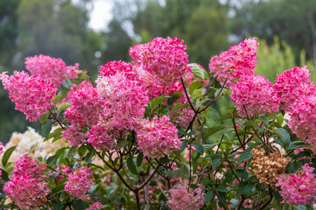 Hydrangea paniculata Vanille Fraise on a stem