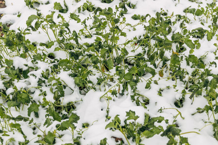 Mustard winter green manure cover crop plants growing with snow cover